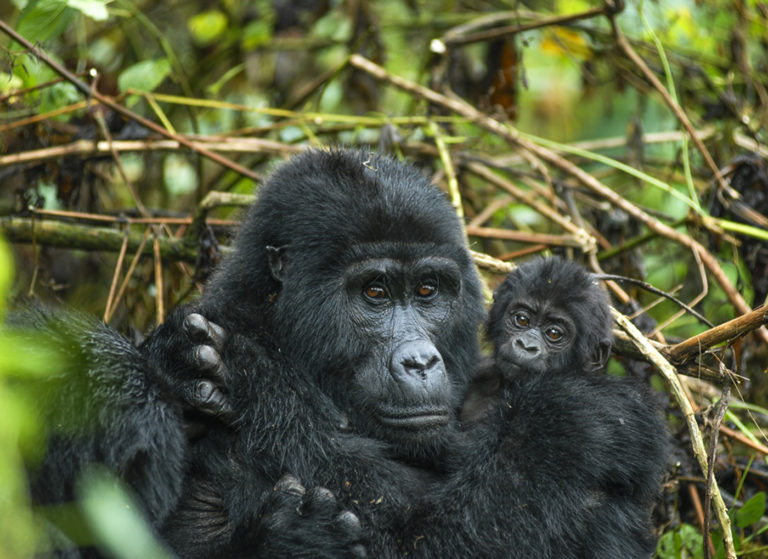 8 Days Best Of Uganda Safari Gorilla Trekking